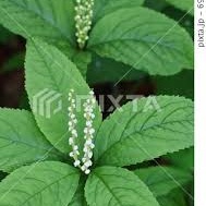 山野草の宿　二人静