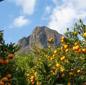 屋久島三升農園