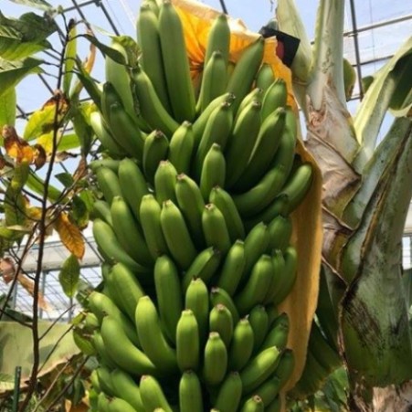 壱岐王様バナナ