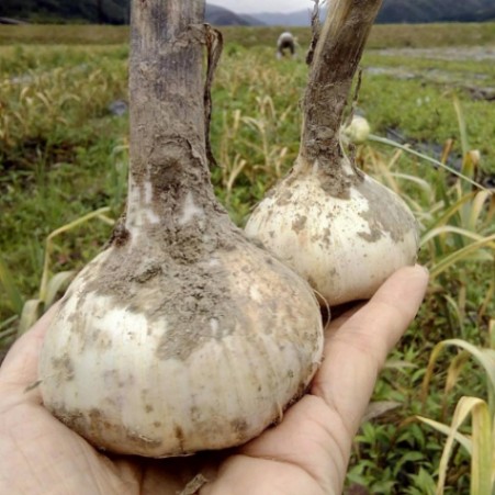 やぶニンニクラブ