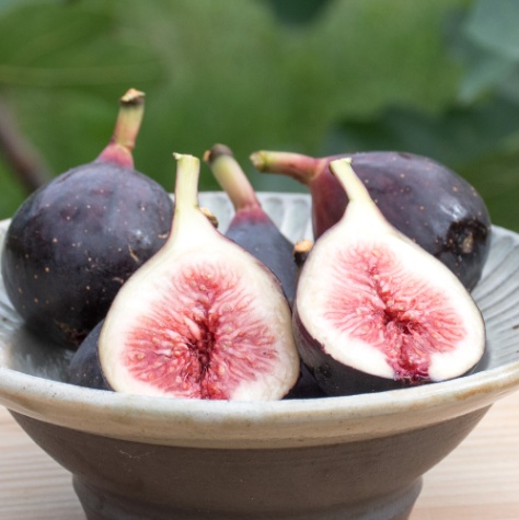 うみけんファーム