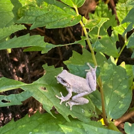 山の幸　いがらし