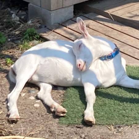 株式会社古民家ファーム