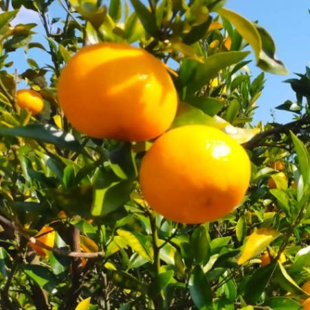 みかん屋わらびの