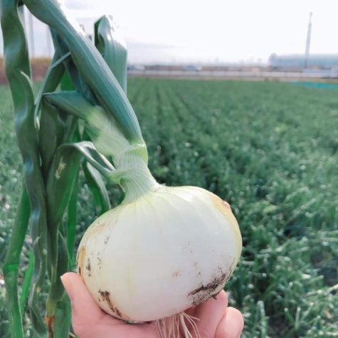 庄島農縁株式会社