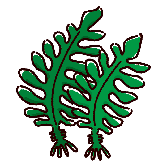 高木水産 わかめ養殖業