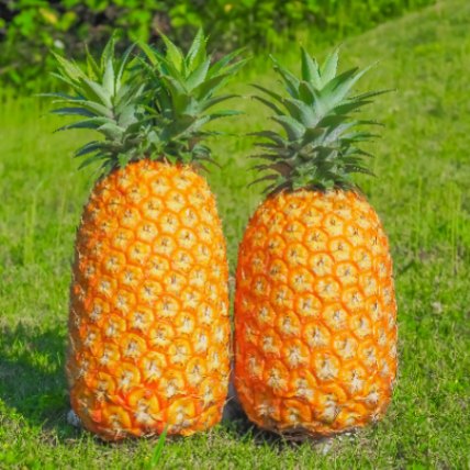 農業生産法人アララガマ農園合同会社