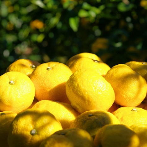 株式会社黄金の村