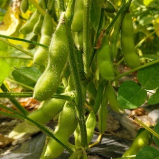 上八代営農組合