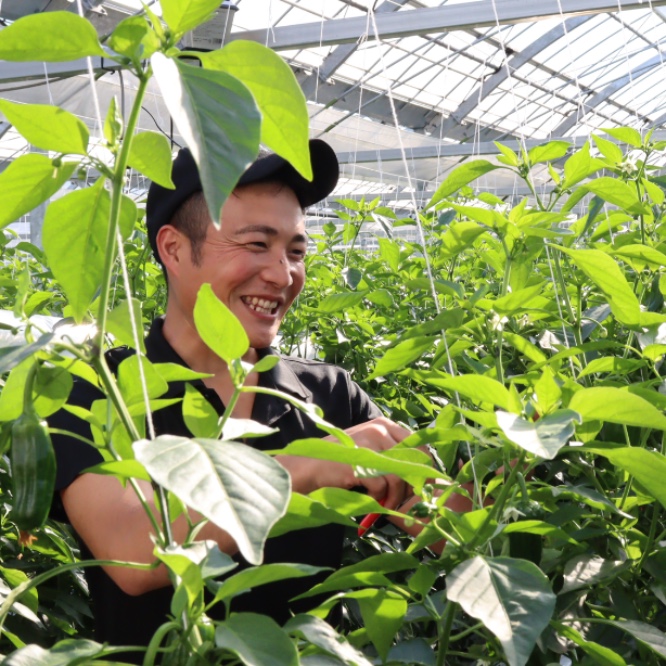 ピーマン農家のおてつだい！！宮崎県川南町を知ってほしい♪
