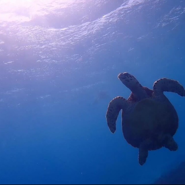 世界が恋する海で働く｜　慶良間ブルーに囲まれた座間味島で、海と暮らしにふれる特別なおてつたび
