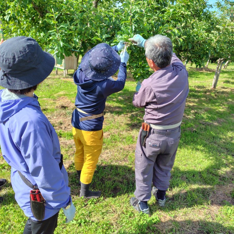 【６月上旬】秋田県鹿角市の果樹園で桃・リンゴのお手伝い🍎空いた時間に温泉や観光地巡り♨