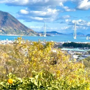 【2週間🍊🍋しまなみ海道】瀬戸内の風と光がそよぐ島で、柑橘の実りに触れる冬おてつたび🍊🍋
