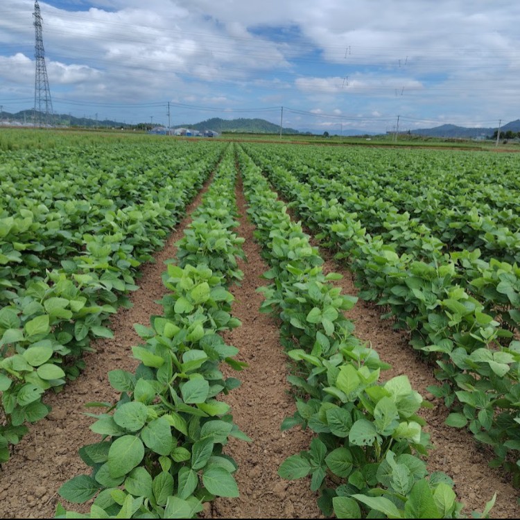 土に触れ、未来を育てる。地域の農業を支える大豆づくりのお仕事をしませんか？🧑‍🌾✨