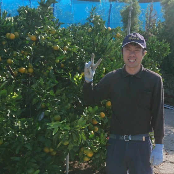 段々畑のみかん農家でみかんコンテナの運搬作業。自然の中で体を動かす！しっかり働くおてつたびです。