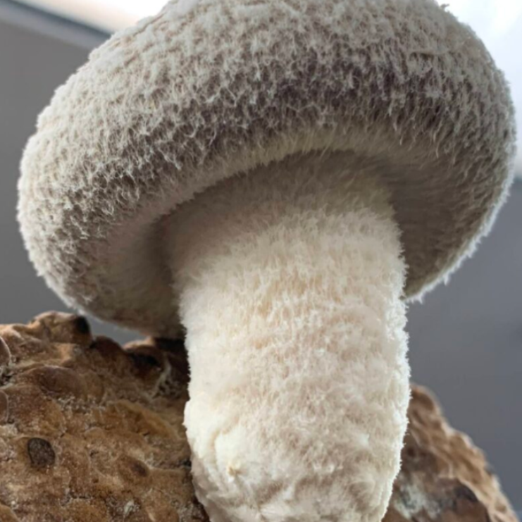 【半農半X体験者募集】しいたけから昆虫、そして次の価値へ。循環をつくる農業体験の5日間