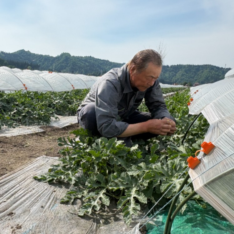 【7～8月募集】🍉🍉🍉夏のスイカの栽培管理～収穫・出荷のお手伝い🍉🍉🍉自然豊かな尾花沢を堪能する夏はいかがですか？