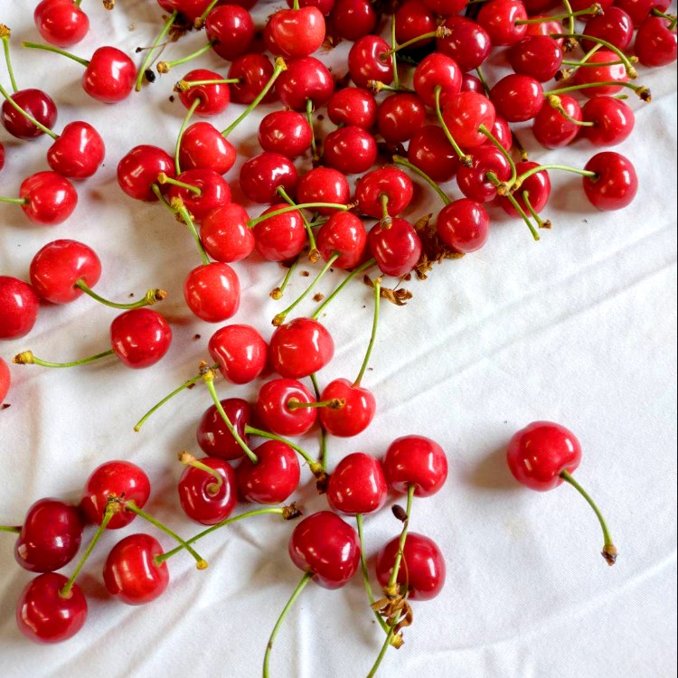 山形県村山市で夏の宝石さくらんぼの収穫、詰め作業のお手伝いを募集🍒🍒🍒