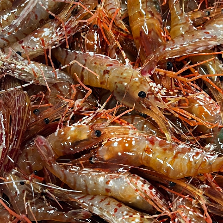 北海道・礼文島で唯一の【ボタンエビ籠漁】でおてつたび\初心者大歓迎/