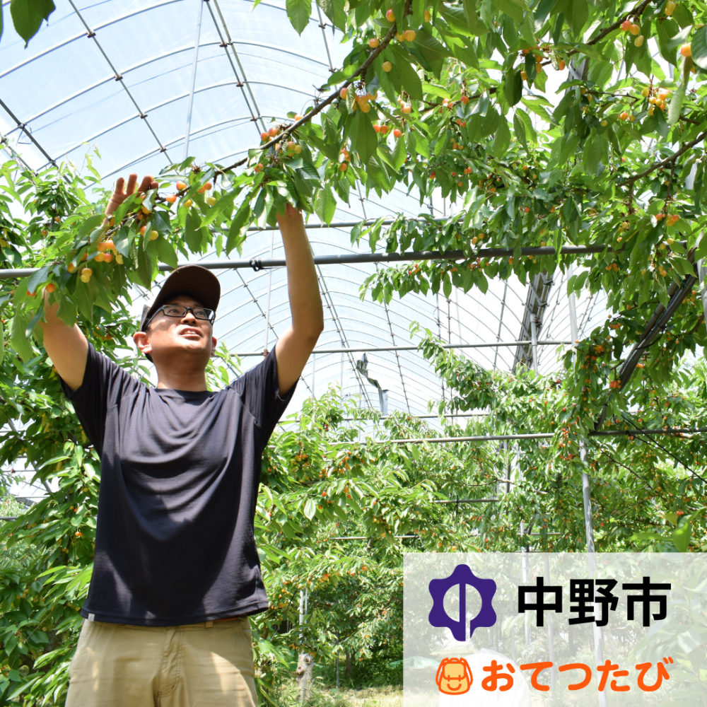 【10日間🍒】さくらんぼの観光農園とりんごの生育に関わるおてつたび!自然豊かな中野市で、普段できない経験ができます♪