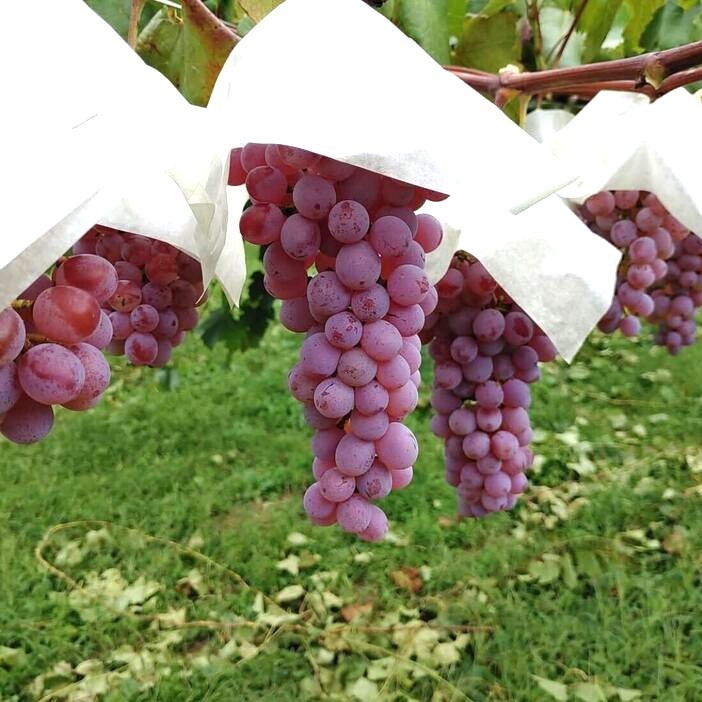 初夏の勝沼でぶどうの傘かけ作業。『地産自醸のワイン』を作る東夢ワイナリーで、一緒にお手伝いしてくれませんか？