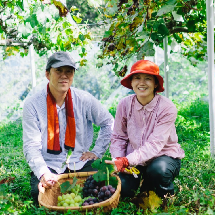 「はじまりは一本のぶどうの木。」岡山有数の産地で夫婦が育てるぶどう。ひとつひとつ、丁寧に傘をかけるお仕事をお願いいたします【現地で交通手段を確保できる方限定】