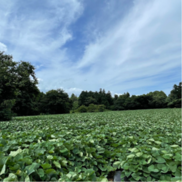 「笑う門には福来る。」100年続く農園で、みんなを笑顔にする野菜を育てています。冬～春、さつまいもや人参などの収穫出荷や圃場管理作業のおてつたび🥕【現地で交通手段を確保できる方もしくはマニュアル運転免許のある方限定です◎】