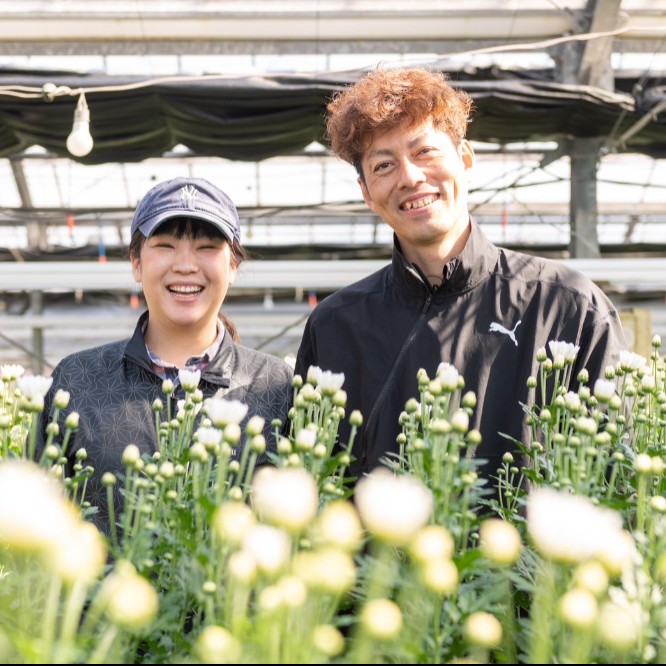【12日間🌼鹿児島】本土最南端の地で菊農家のおてつだい！人生に寄り添う花を、愛情込めた花づくり。菊の魅力を多くの人に発信したい！