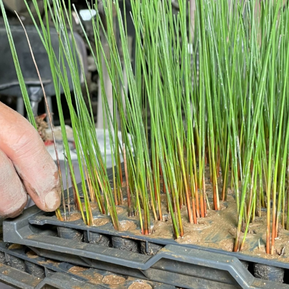 畳の材料、『い草』の作業！い草の苗割りを手伝ってください。m(_　_)m