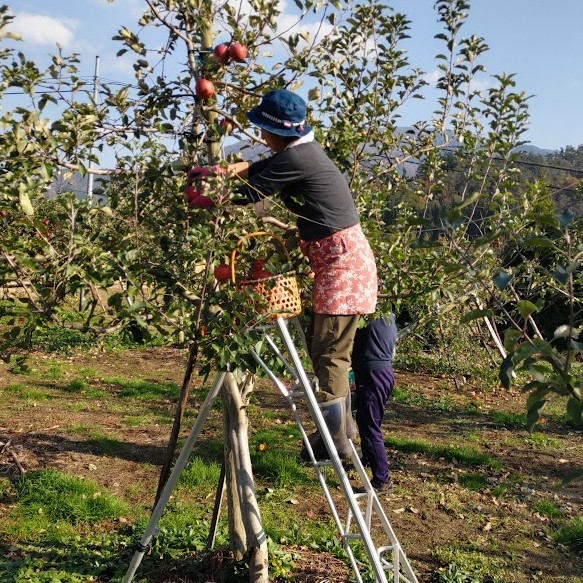 【６月上旬】桃・リンゴのお手伝いをしながら地方移住を検討してみませんか？空いた時間に温泉や観光地巡り
