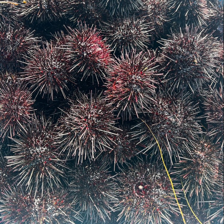 【5月】北海道・花の浮島 礼文島でウニ剥きのおてつたび＼軽作業／
