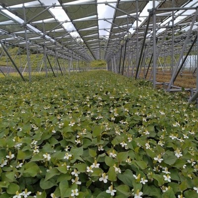 話題の健康茶ドクダミ栽培のお手伝い！発電と薬草栽培を手掛けるユニークな事業を通じて地域盛り上げる最前線へかかわるおてつたび。