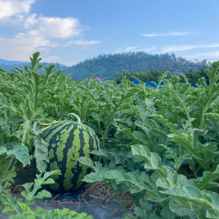 【追加募集!】自然豊かな見晴らしのいい園地でスイカ管理作業のお手伝い募集です🍉🍉🍉