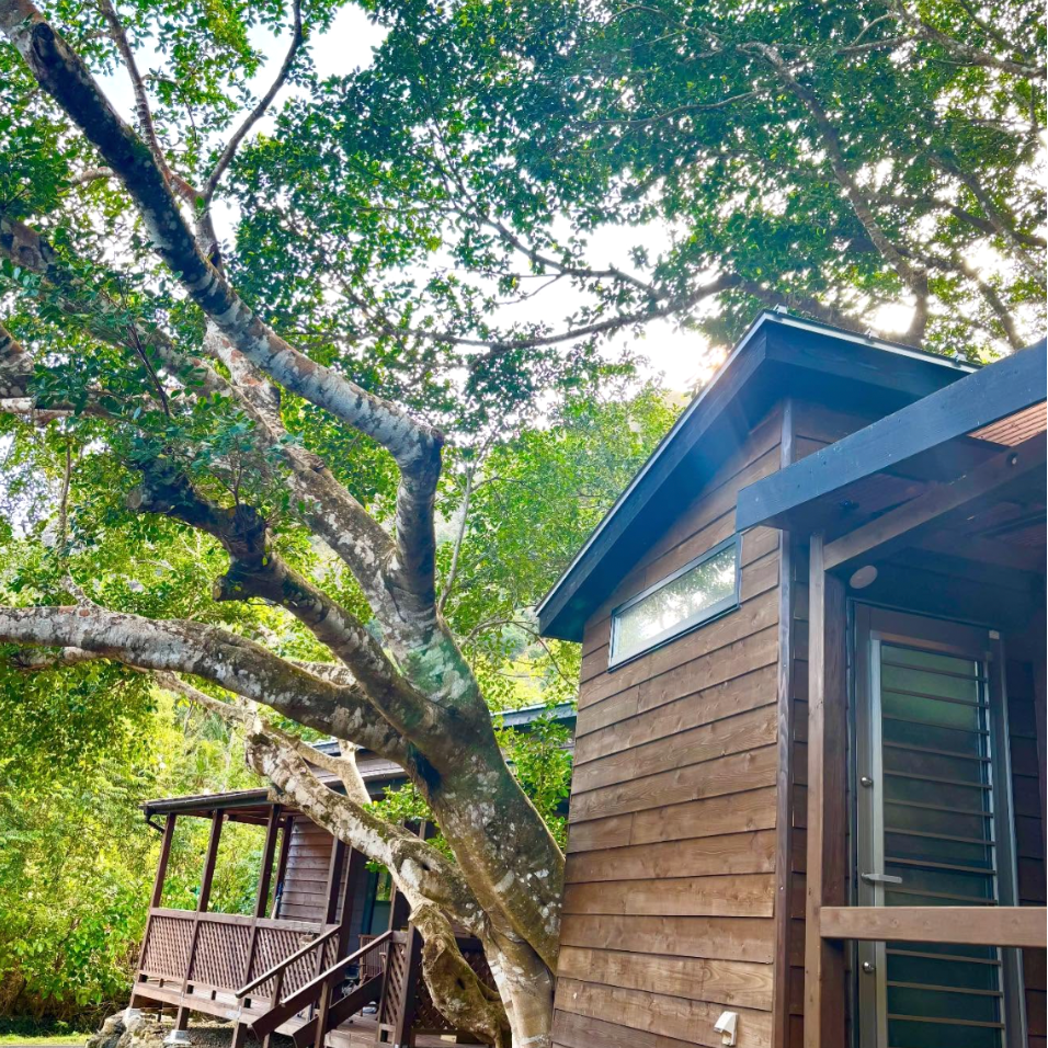 【🌳】世界自然遺産・父島の森で働く。暮らしと島の仕事に向き合うおてつたび【要普通免許】