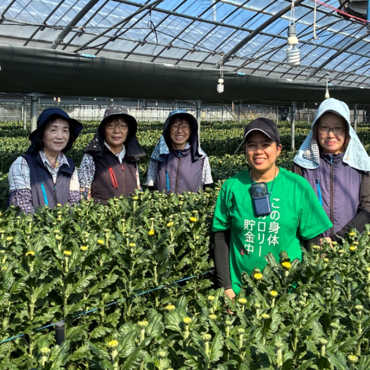 【12日間🌼鹿児島】本土最南端の地で菊農家のおてつだい！「信頼を得られるような菊栽培をする」を念頭に従業員6名と日々の作業をしています。菊の魅力を伝えるため、一緒に働く仲間を募集します🔥