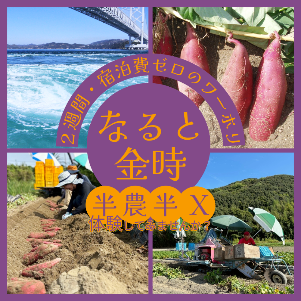 【移住に興味のある方歓迎🍠第２弾🌱】海辺の潮風香る自然豊かな畑で特産品「なると金時」の半日２週間のおてつたび🍠宿泊は個室付シェアハウス🏠