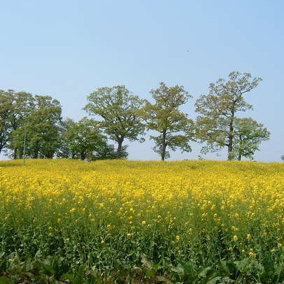 【長野県・志賀高原】この冬、自然に囲まれて働こう!高原ホテルの住み込みおてつたびを大募集!飲食・清掃大歓迎!