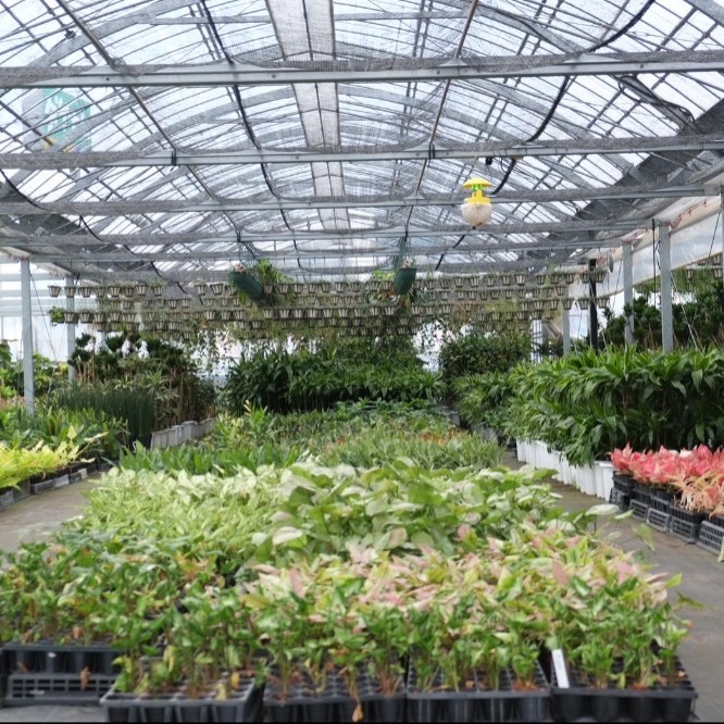 【2週間🪴鹿児島県】観葉植物の生産地、指宿市で200種類もの植物を栽培する農家でのおてつたび🍃