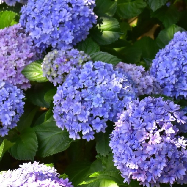 レストランスタッフ業務｜ニューヨークランプミュージアム＆フラワーガーデン｜伊豆の人気観光地で、美味しい料理と笑顔で観光客をおもてなし♪