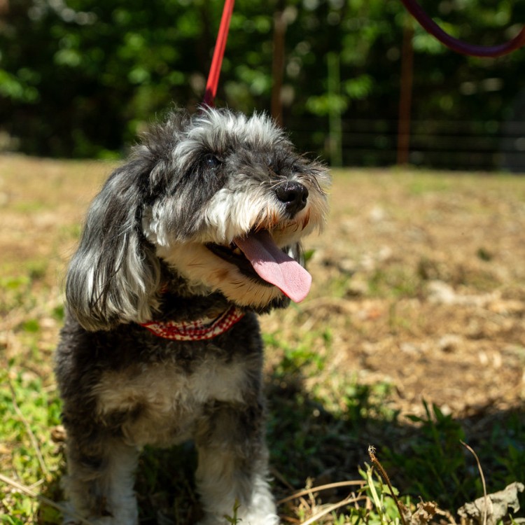 伊豆・沼津で、自然と人に囲まれて働く🌿 ― ペットと楽しめる宿で、地域の日常に入り込むおてつたび ―