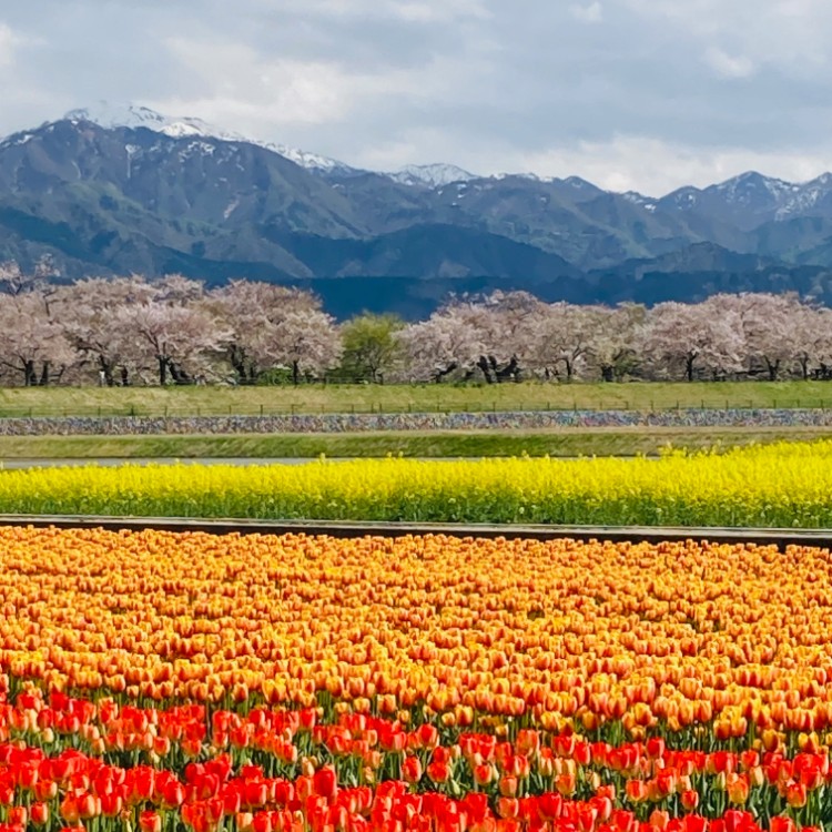 あさひ舟川『春の四重奏』で盛り上がる💐春の富山に来られ〜！秘湯の宿『記念日の宿』でおてつだいしませんか？お客様を笑顔でもてなしてくださる方大募集🌸