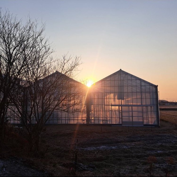 [日程調整可]開園したてのトマト農園での収穫＆管理作業🍅｜農業や食に興味ある方大歓迎です！