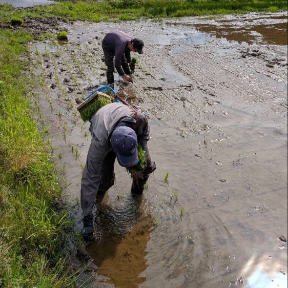 お米づくりを支える🌾秋田県・白神山地の麓で、お米の種蒔きのおてつだいをお願いします！
