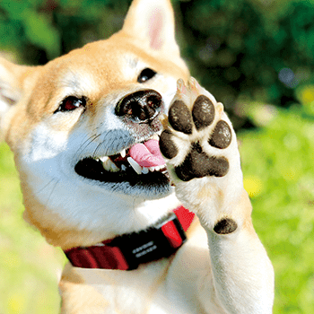 馬やヤギと暮らす、信州の森へ。動物好き歓迎！長野県伊那市 | 大自然にたたずむホテル＆ペットと泊まれるログハウスでおてつたび。