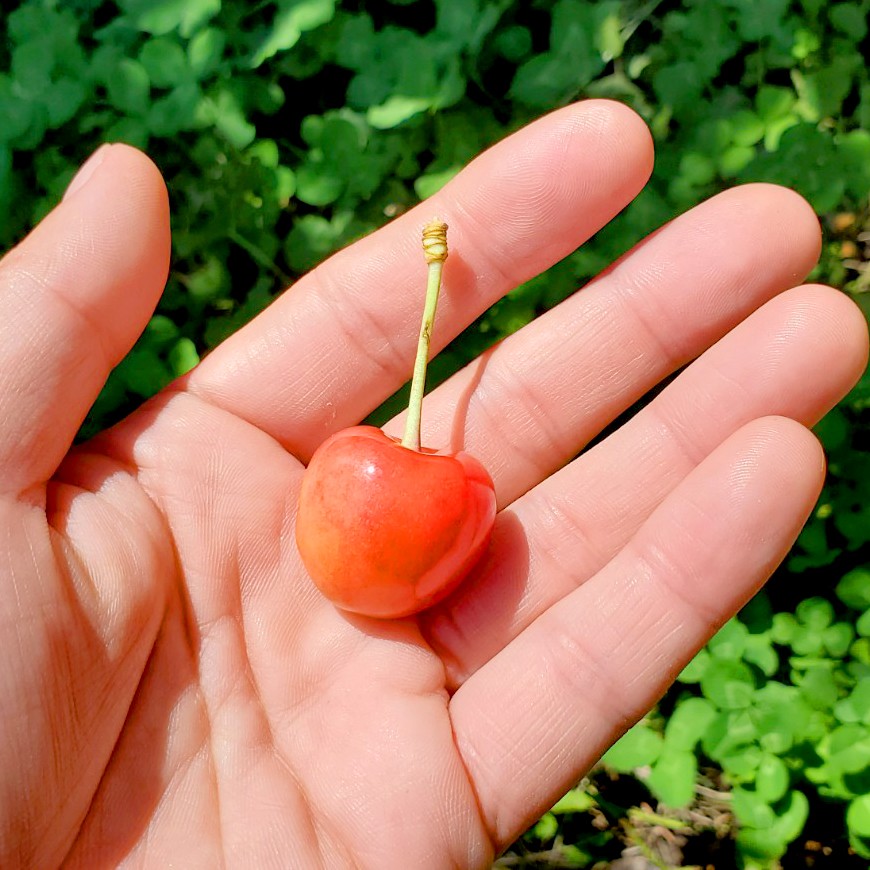 さくらんぼ箱詰め作業｜"感動するさくらんぼ"を一緒に届けよう！村山市で箱詰めのおてつたび🍒