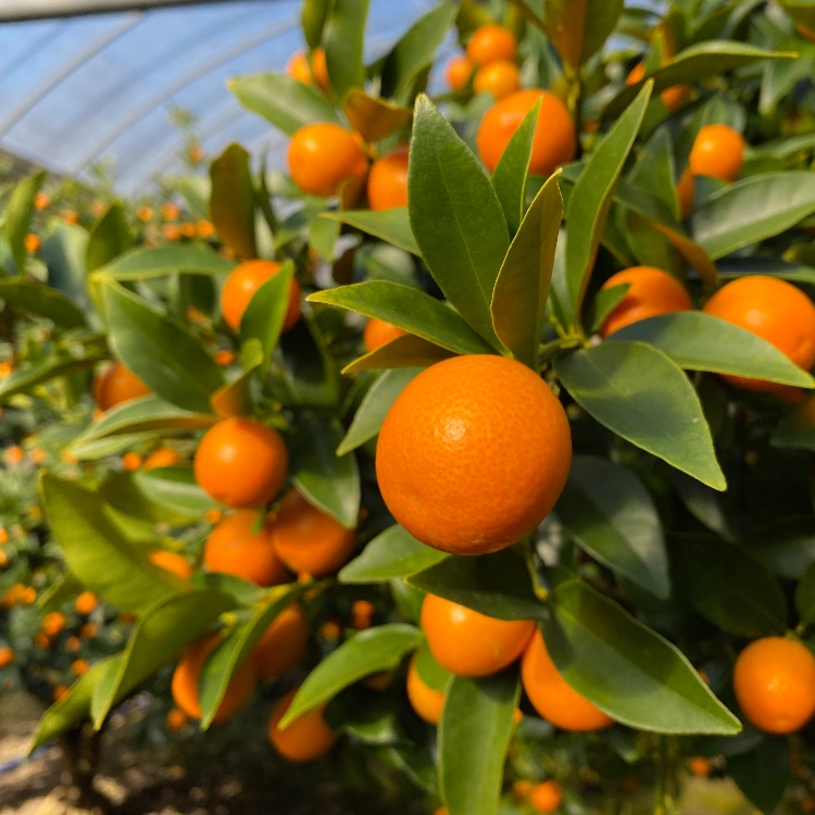 【鹿児島🧑🏻‍🌾12日間】かごしまブランド農産物認定『金柑春姫』。南九州市で皮まで食べることができるキンカンの収穫に携わるおてつたびです！【※車orバイクなど現地で交通手段を確保できる方🚙】