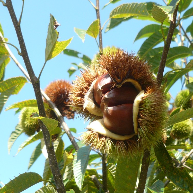 🌰栗好き必見！“須木栗フェア”で焼き栗＆スイーツに囲まれるお手伝い募集