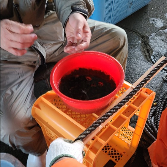 春の収穫に向けて、わかめの種付け作業のおてつだいをしませんか?