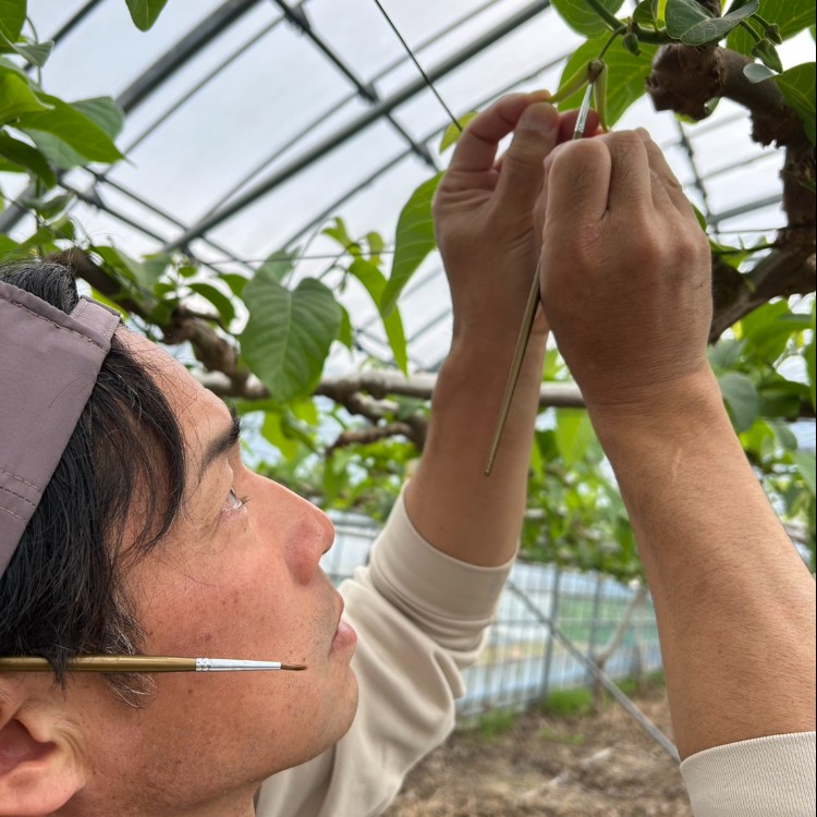 【みかんの収穫・選別】ないぜしぜん村で地域を支えるお手伝い募集