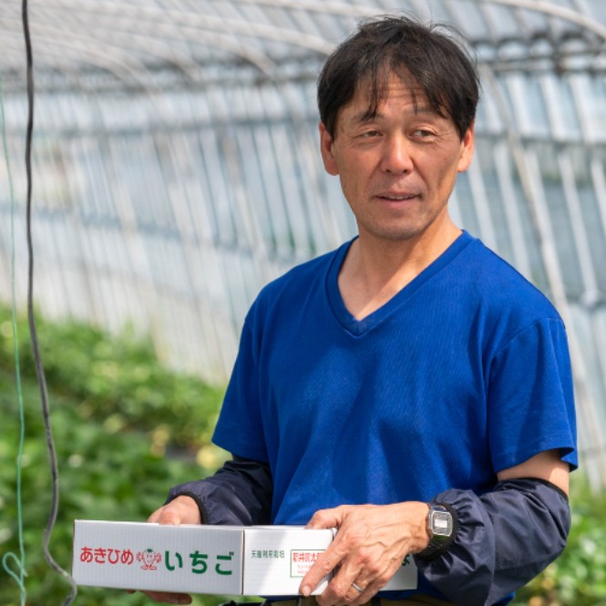 イチゴの苗をイチゴハウスに植える作業